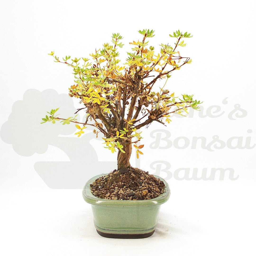 Weißer Fingerstrauch 'Potentilla fruticosa'