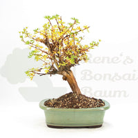 Weißer Fingerstrauch 'Potentilla fruticosa'