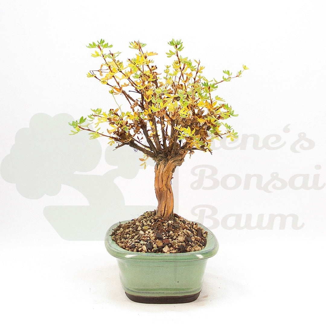 Weißer Fingerstrauch 'Potentilla fruticosa'