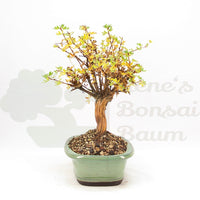 Weißer Fingerstrauch 'Potentilla fruticosa'