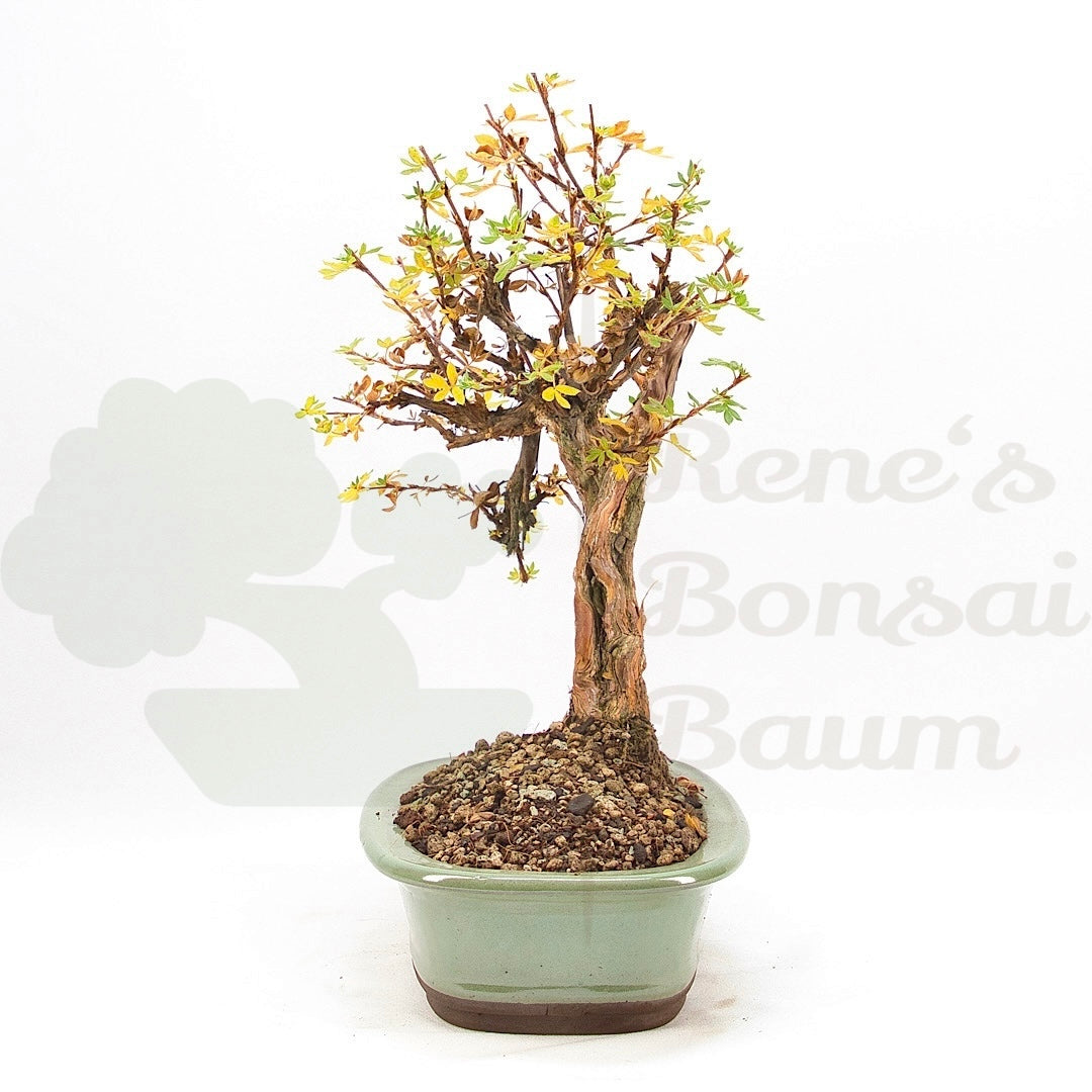 Weißer Fingerstrauch 'Potentilla fruticosa'