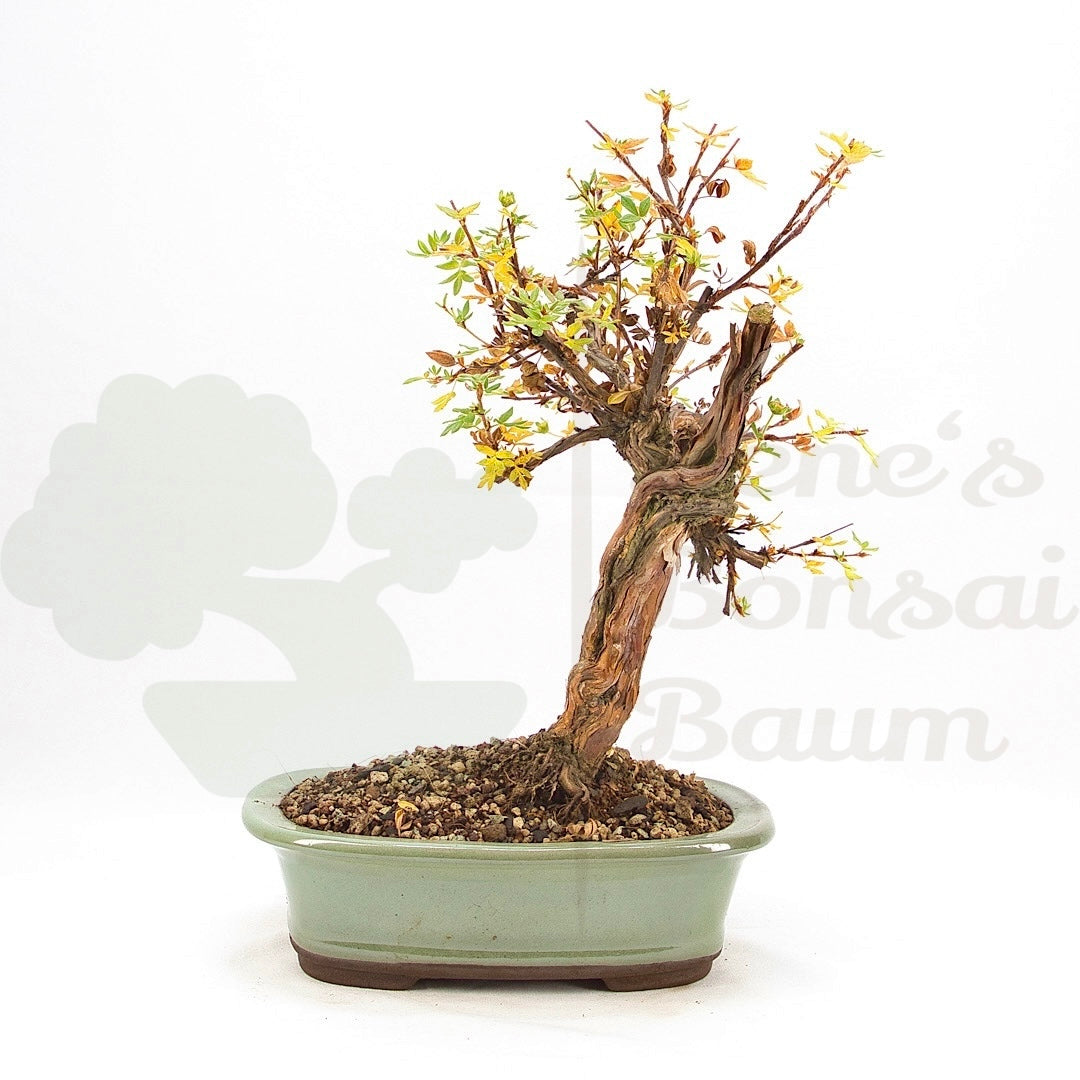 Weißer Fingerstrauch 'Potentilla fruticosa'