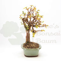 Weißer Fingerstrauch 'Potentilla fruticosa'