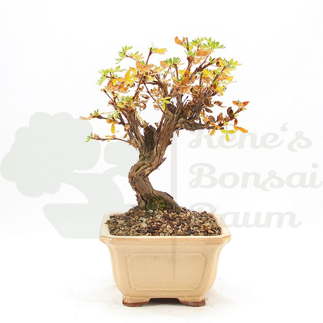 Weißer Fingerstrauch 'Potentilla fruticosa'