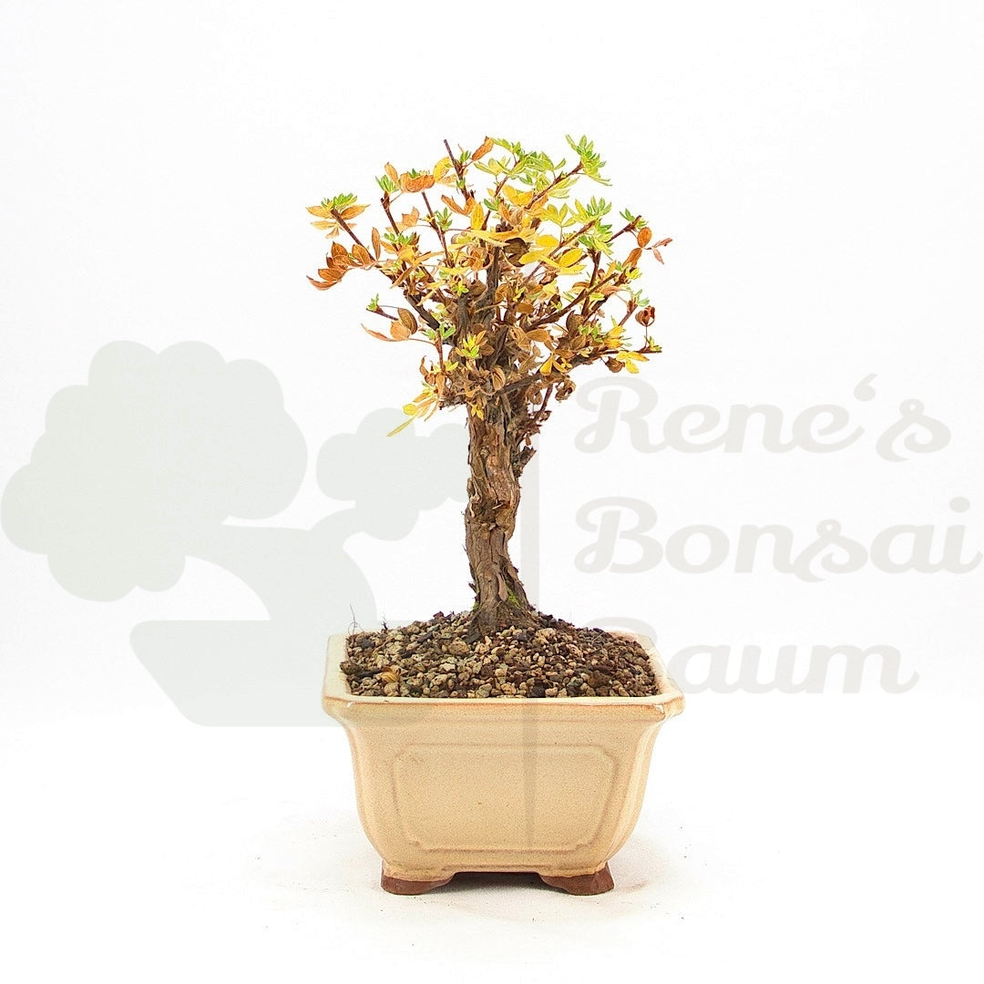 Weißer Fingerstrauch 'Potentilla fruticosa'