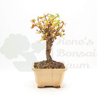 Weißer Fingerstrauch 'Potentilla fruticosa'