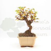 Weißer Fingerstrauch 'Potentilla fruticosa'