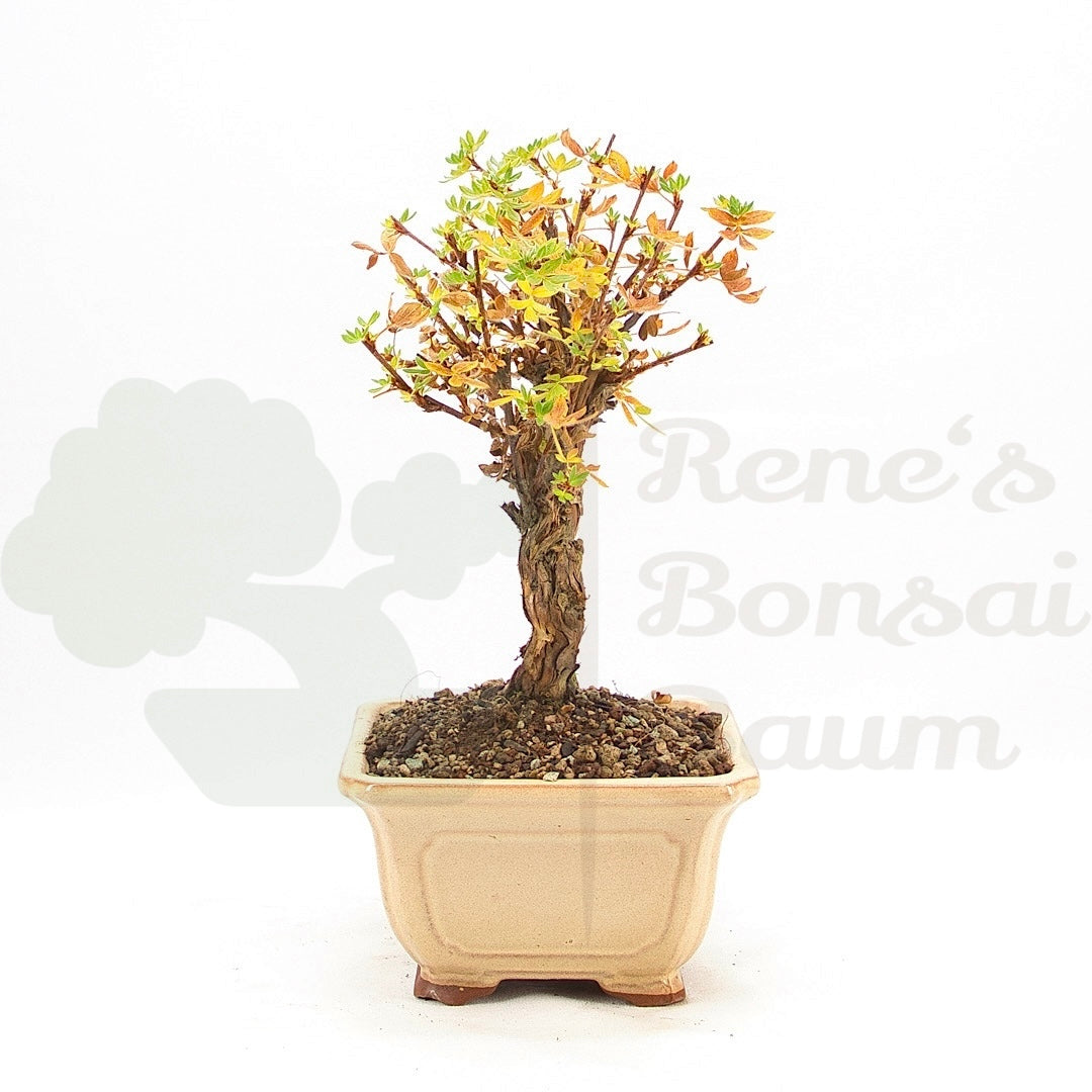 Weißer Fingerstrauch 'Potentilla fruticosa'