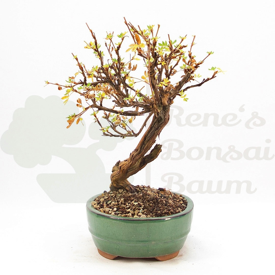 Weißer Fingerstrauch 'Potentilla fruticosa'