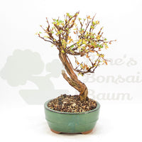 Weißer Fingerstrauch 'Potentilla fruticosa'