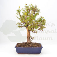 Gelber Fingerstrauch 'Potentilla fruticosa'