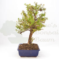 Gelber Fingerstrauch 'Potentilla fruticosa'