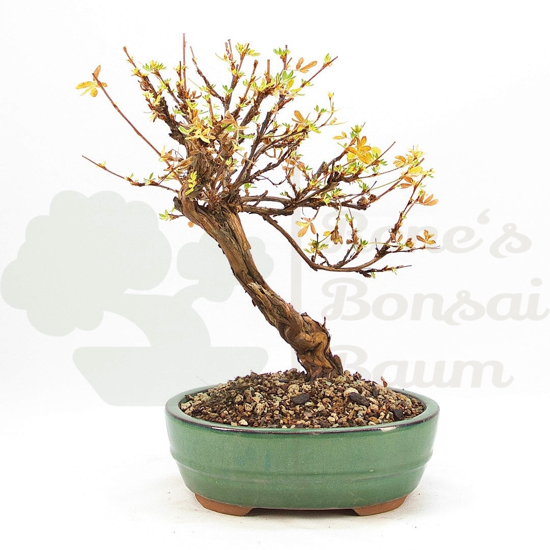 Weißer Fingerstrauch 'Potentilla fruticosa'