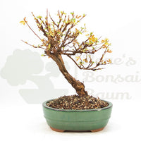 Weißer Fingerstrauch 'Potentilla fruticosa'