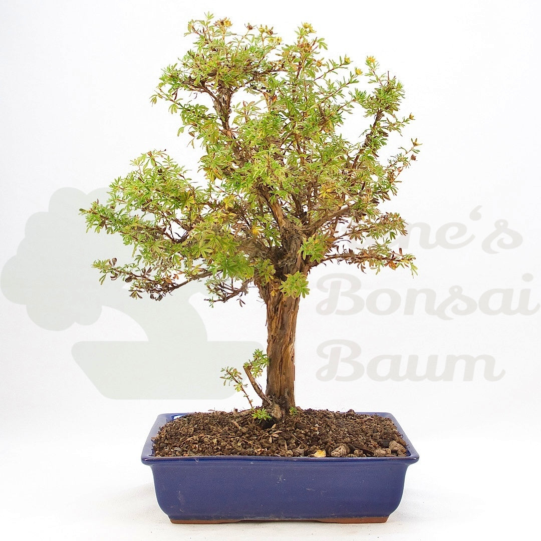 Gelber Fingerstrauch 'Potentilla fruticosa'