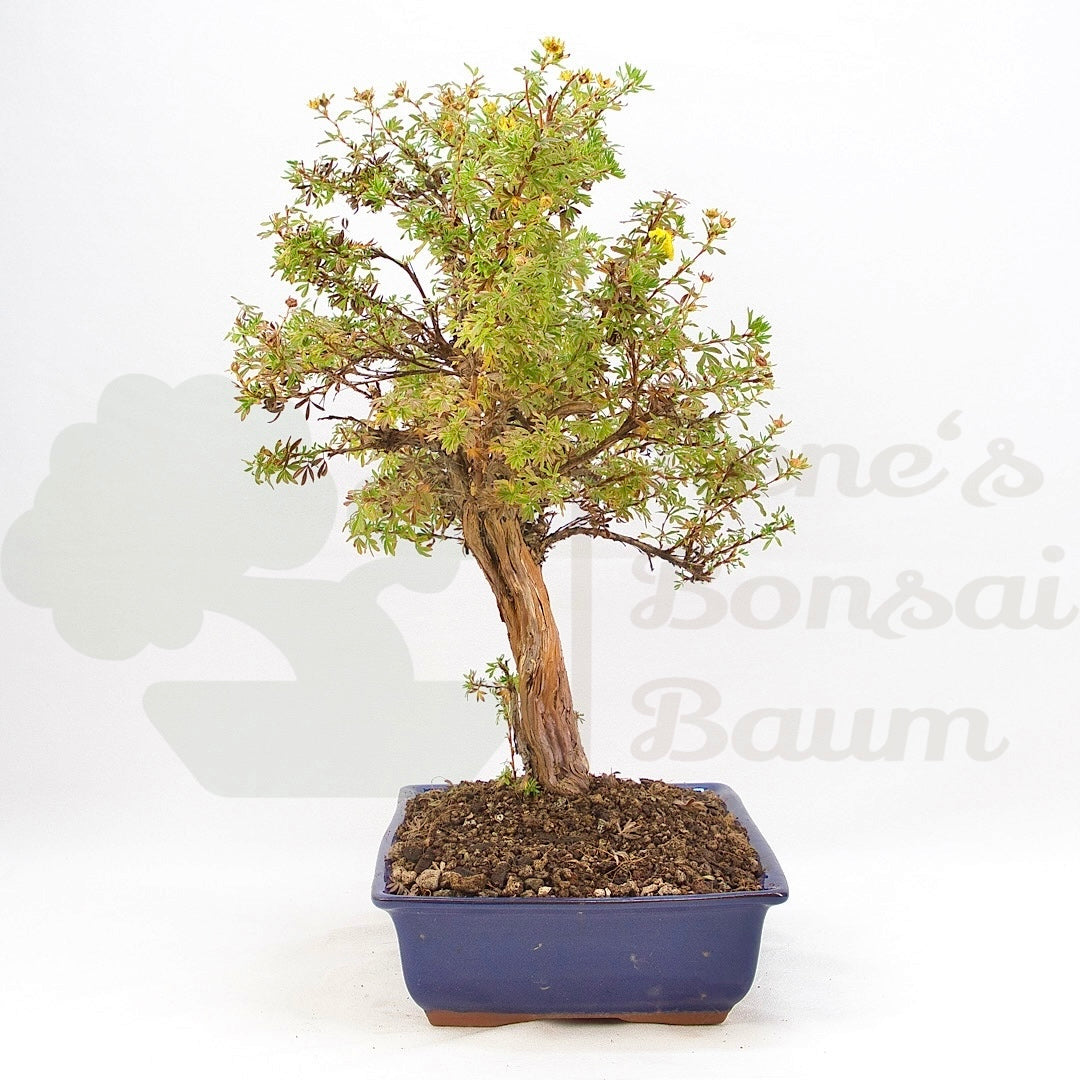 Gelber Fingerstrauch 'Potentilla fruticosa'