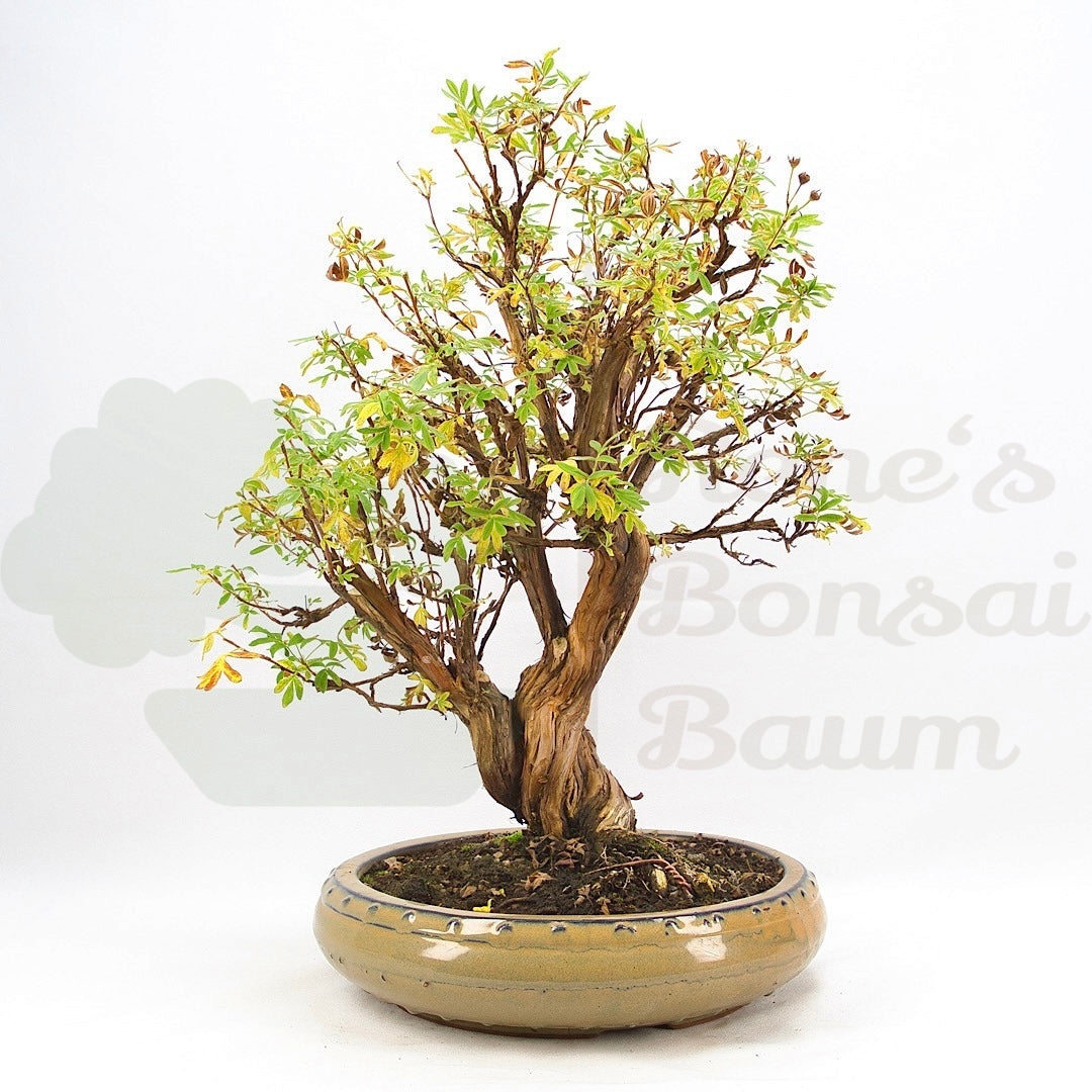 Weißer Fingerstrauch 'Potentilla fruticosa'