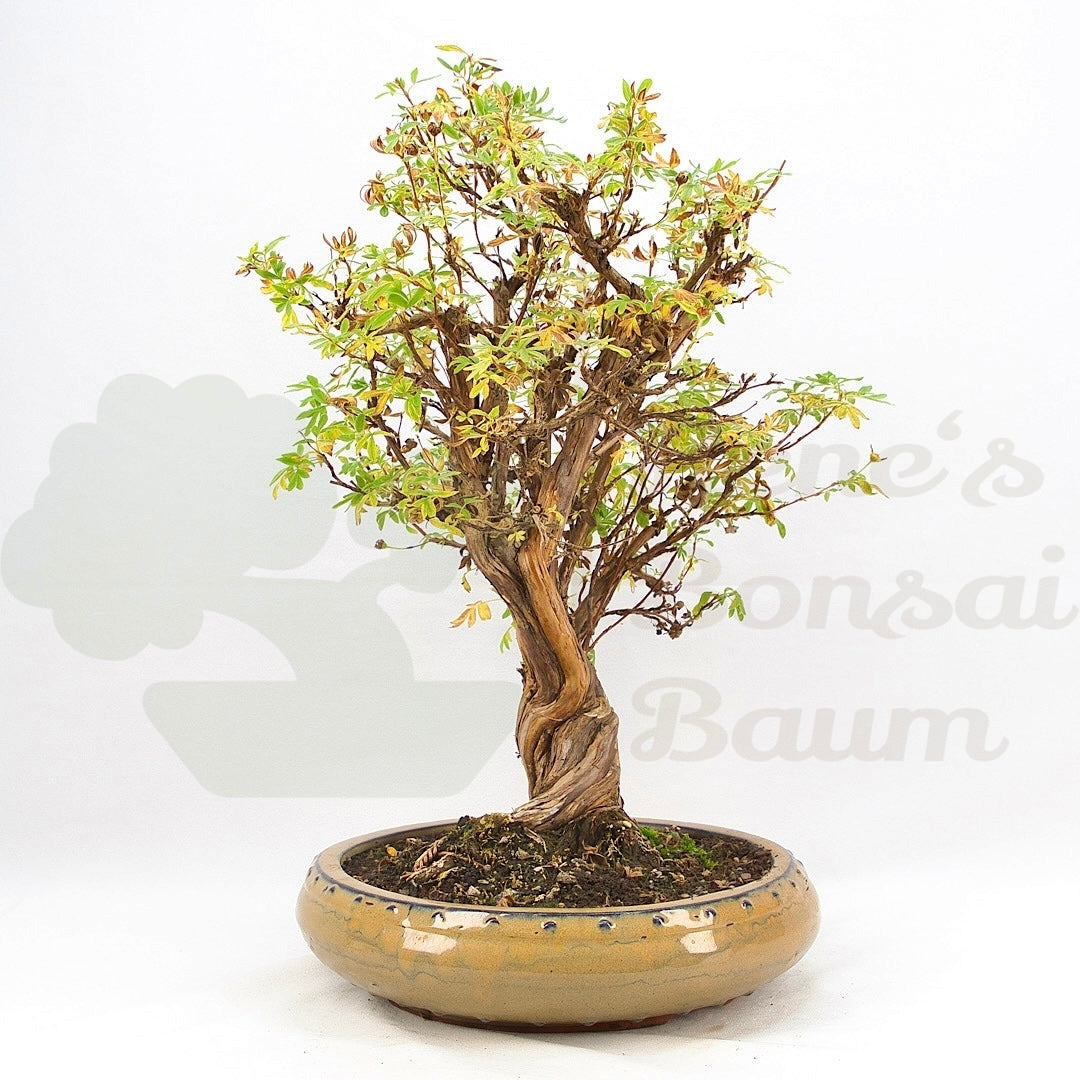 Weißer Fingerstrauch 'Potentilla fruticosa'