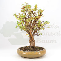 Weißer Fingerstrauch 'Potentilla fruticosa'