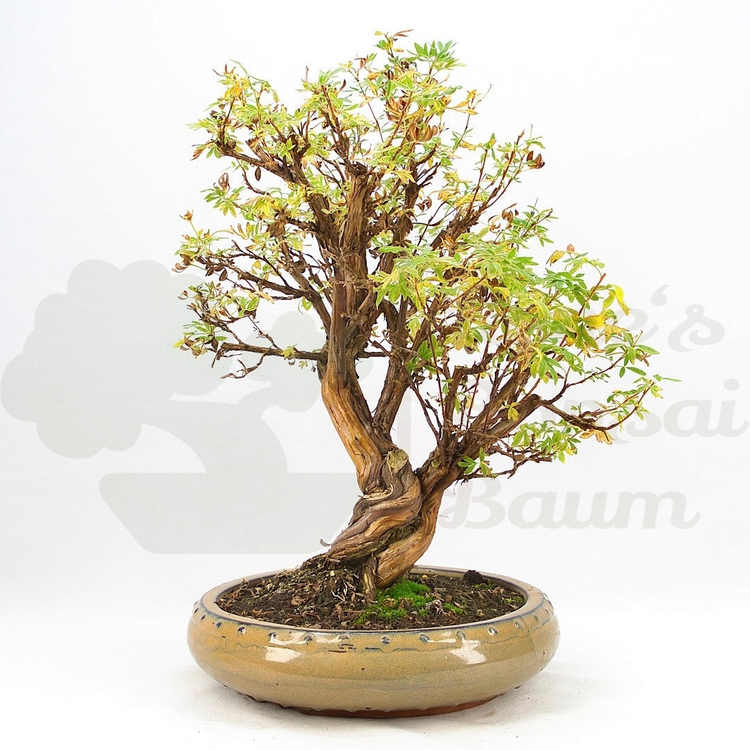 Weißer Fingerstrauch 'Potentilla fruticosa'