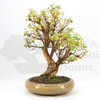 Weißer Fingerstrauch 'Potentilla fruticosa'