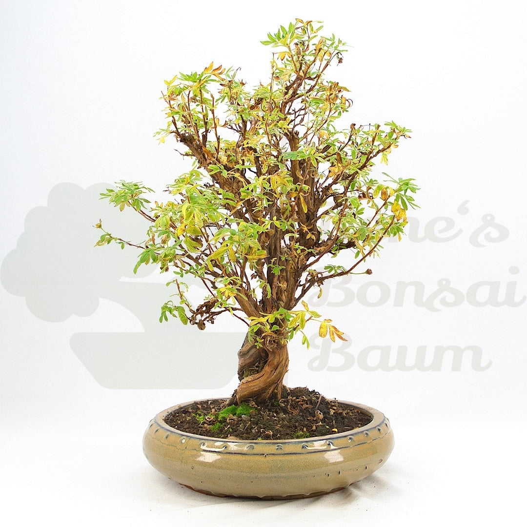 Weißer Fingerstrauch 'Potentilla fruticosa'