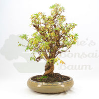 Weißer Fingerstrauch 'Potentilla fruticosa'