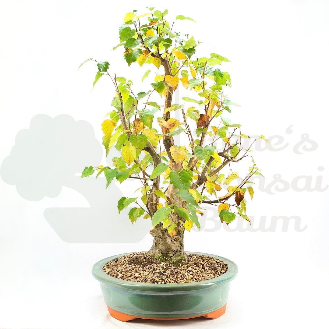 Sandbirke 'Betula pendula'