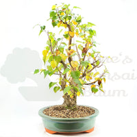 Sandbirke 'Betula pendula'