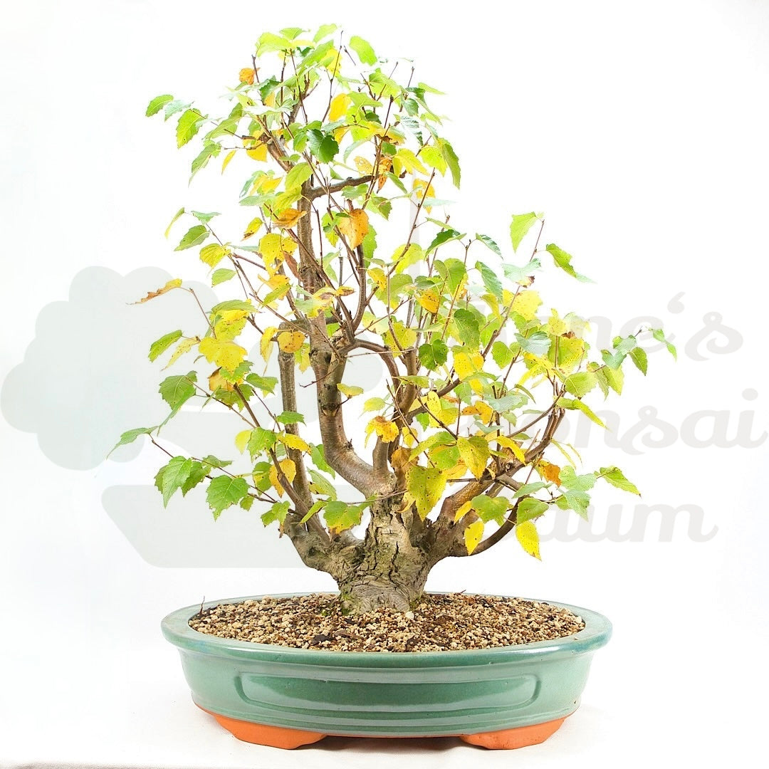 Sandbirke 'Betula pendula'