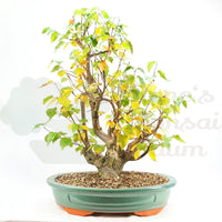 Sandbirke 'Betula pendula'