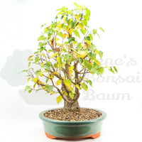 Sandbirke 'Betula pendula'