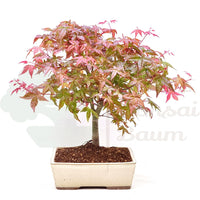 Fächer-Ahorn 'Acer palmatum 'Deshojo'