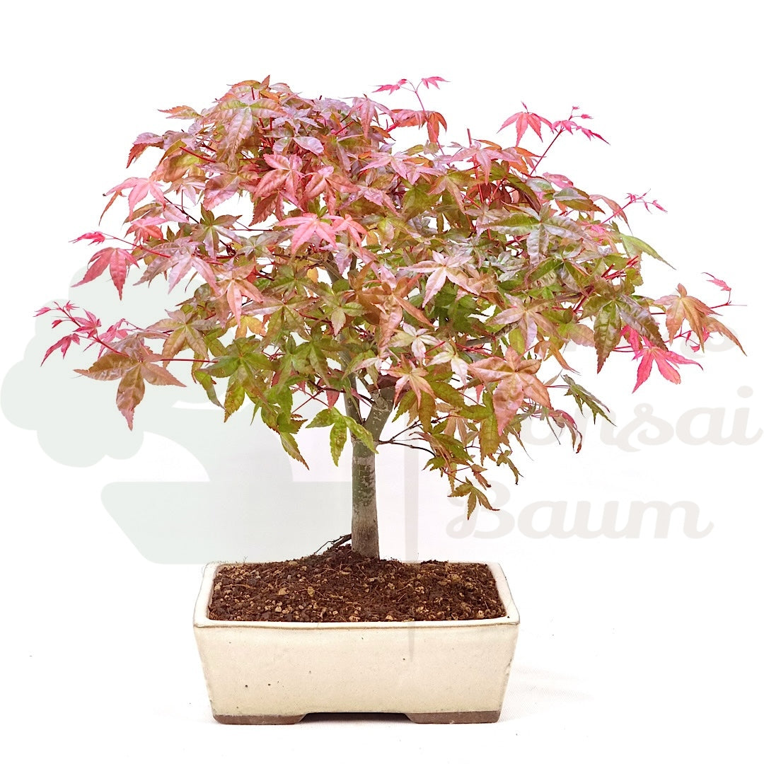 Fächer-Ahorn 'Acer palmatum 'Deshojo'