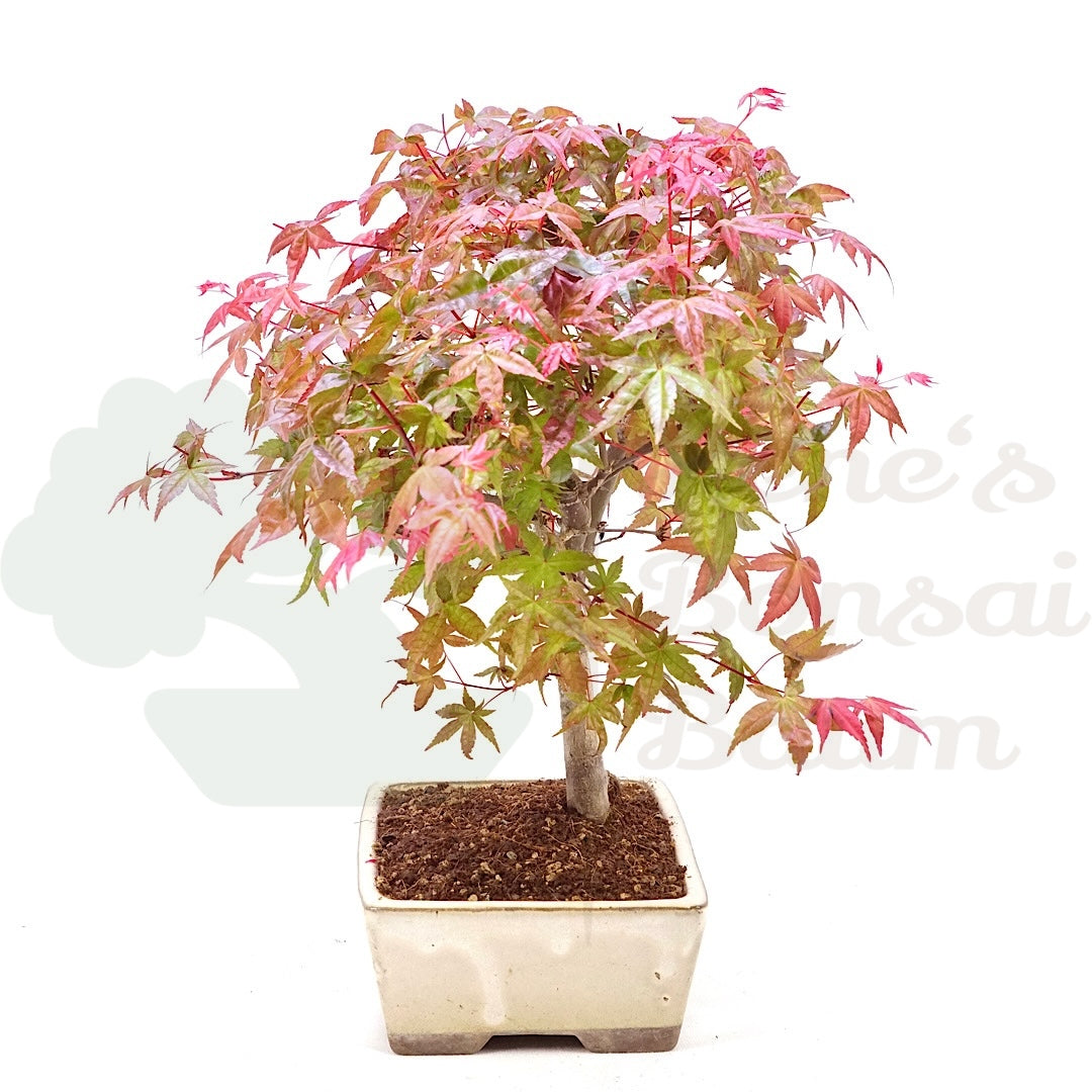 Fächer-Ahorn 'Acer palmatum 'Deshojo'