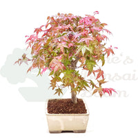 Fächer-Ahorn 'Acer palmatum 'Deshojo'