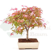 Fächer-Ahorn 'Acer palmatum 'Deshojo'