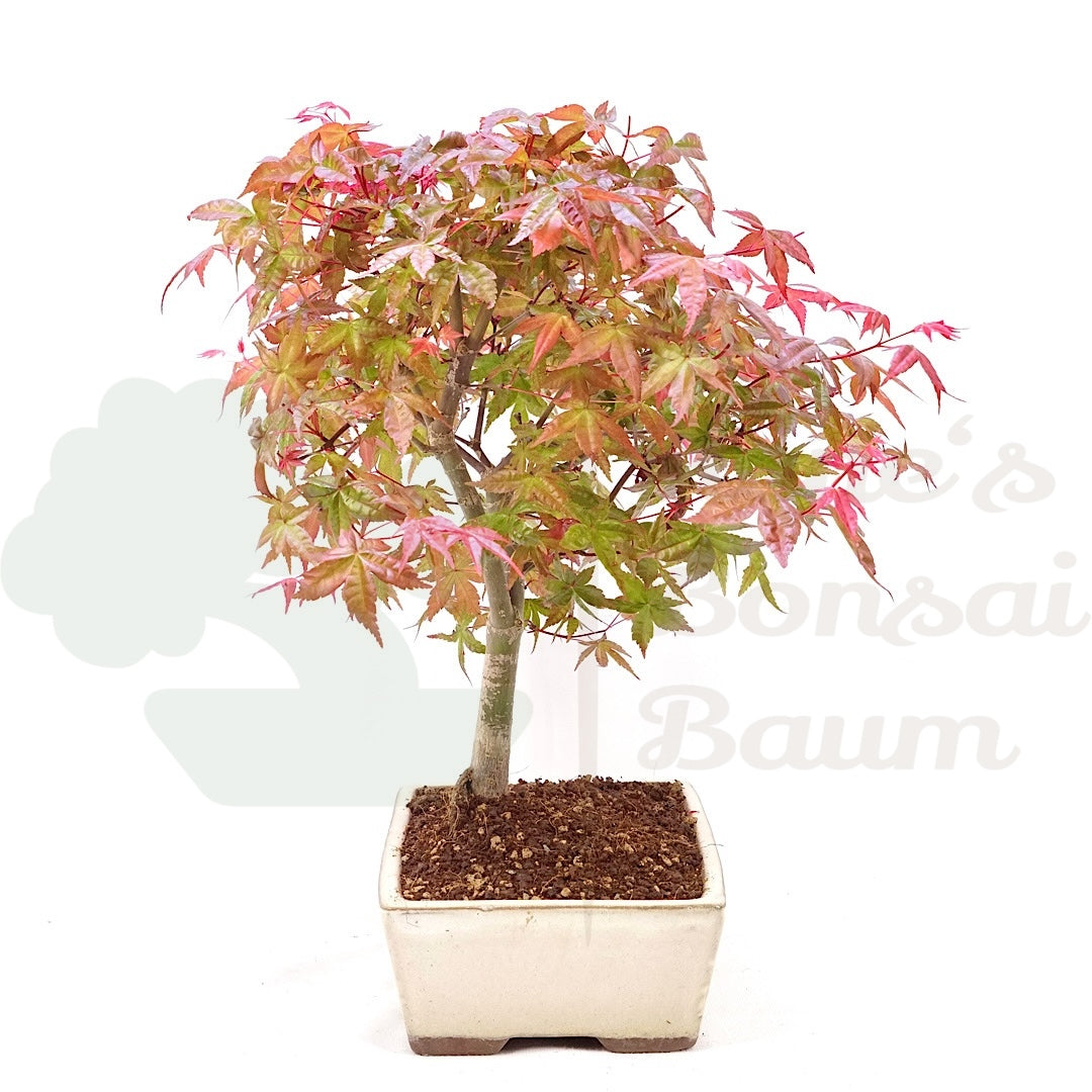 Fächer-Ahorn 'Acer palmatum 'Deshojo'