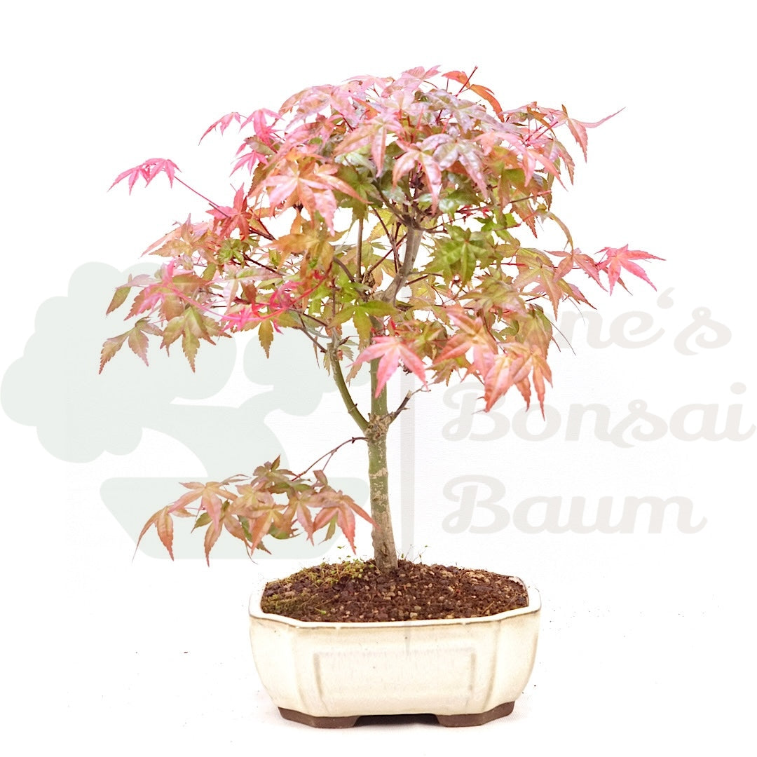 Fächer-Ahorn 'Acer palmatum 'Deshojo'
