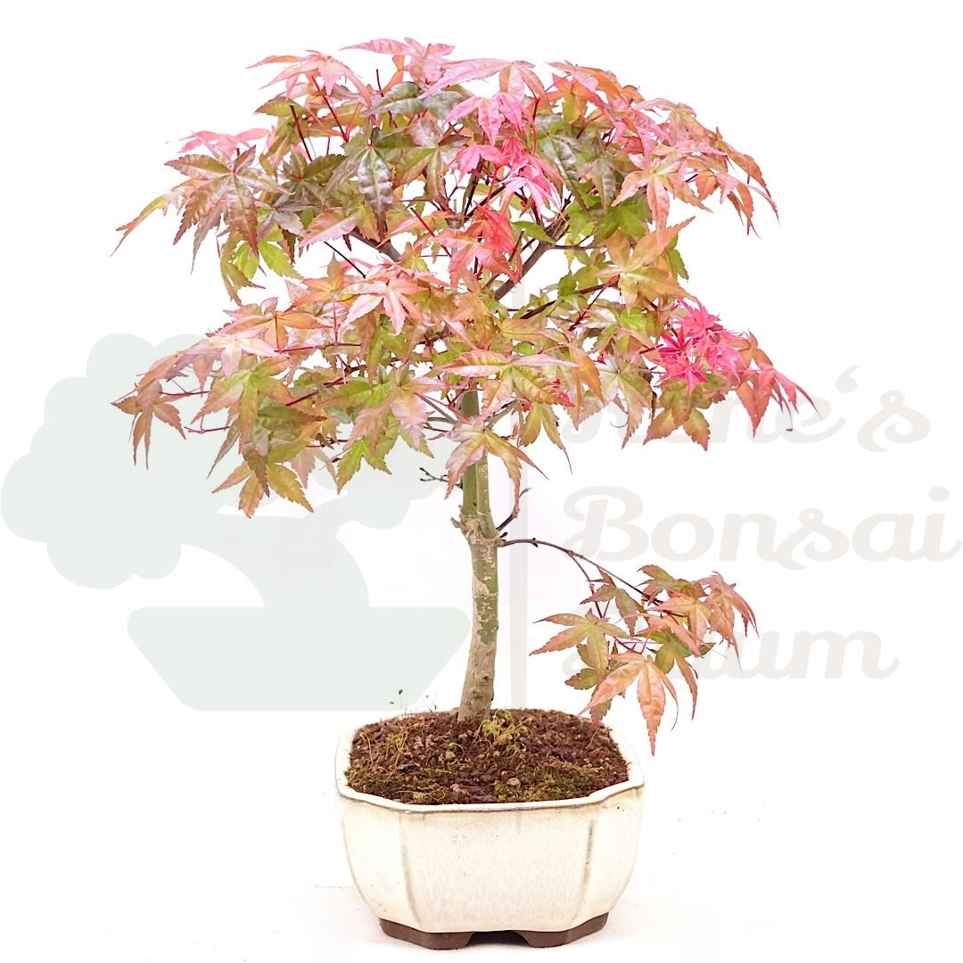 Fächer-Ahorn 'Acer palmatum 'Deshojo'