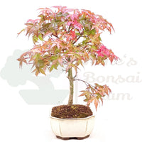 Fächer-Ahorn 'Acer palmatum 'Deshojo'