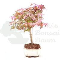 Fächer-Ahorn 'Acer palmatum 'Deshojo'