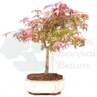Fächer-Ahorn 'Acer palmatum 'Deshojo'