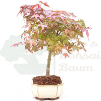 Fächer-Ahorn 'Acer palmatum 'Deshojo'