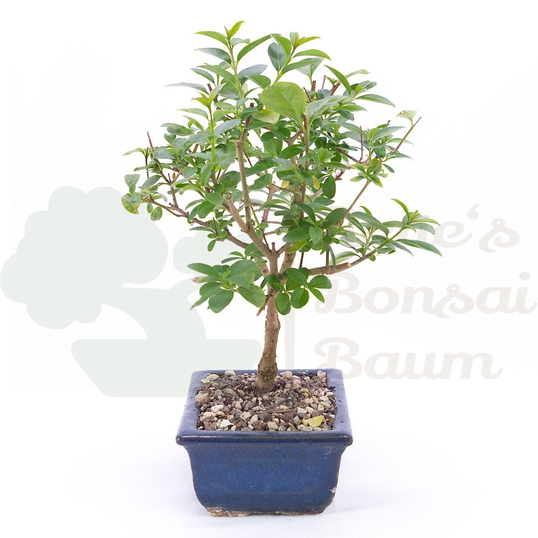 Gewöhnlichen Liguster ‚Ligustrum vulgare‘