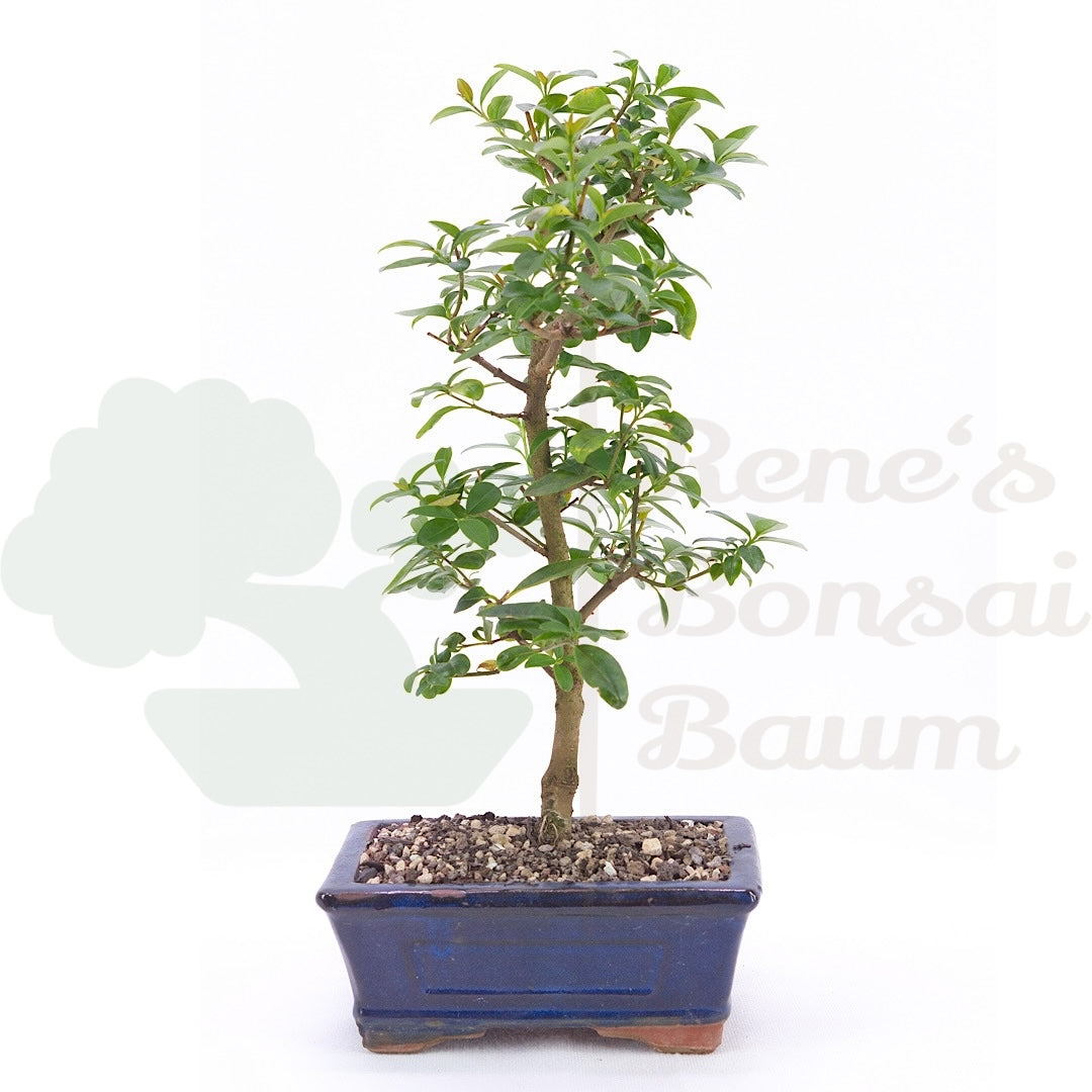Gewöhnlichen Liguster ‚Ligustrum vulgare‘