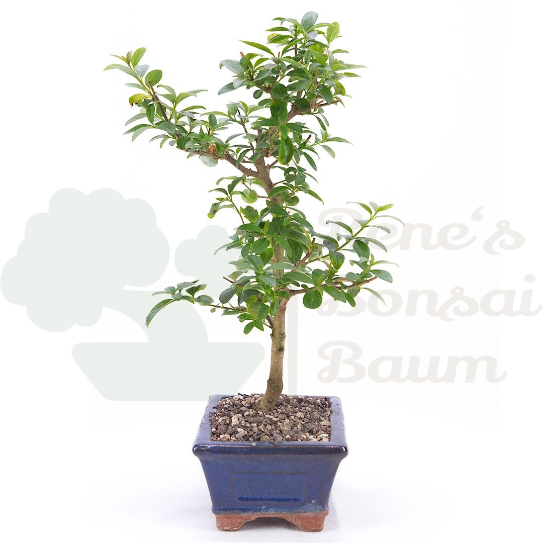Gewöhnlichen Liguster ‚Ligustrum vulgare‘