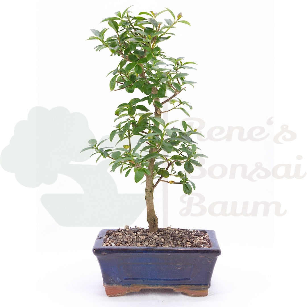 Gewöhnlichen Liguster ‚Ligustrum vulgare‘