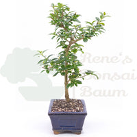 Gewöhnlichen Liguster ‚Ligustrum vulgare‘