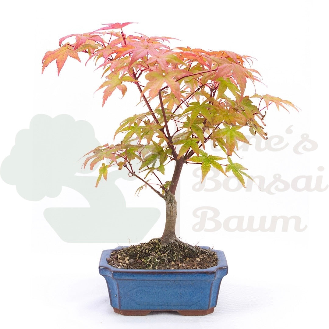 Fächer-Ahorn 'Acer palmatum 'Deshojo'